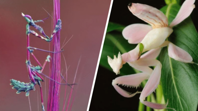 mante religieuse orchidée fleur cheval du diable tigre herbe