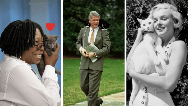 célébrité chat acteur chanteur politique