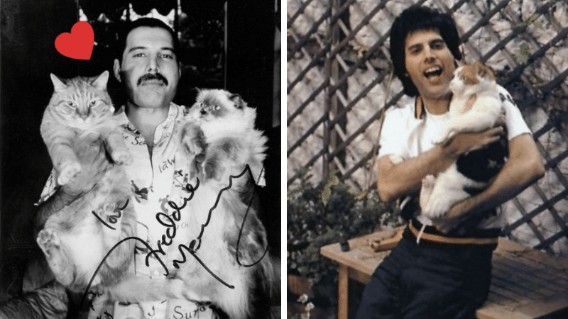 Freddie Mercury chats félin queen chanteur