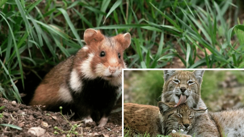 montage animaux espèces animales disparition extinction menacées