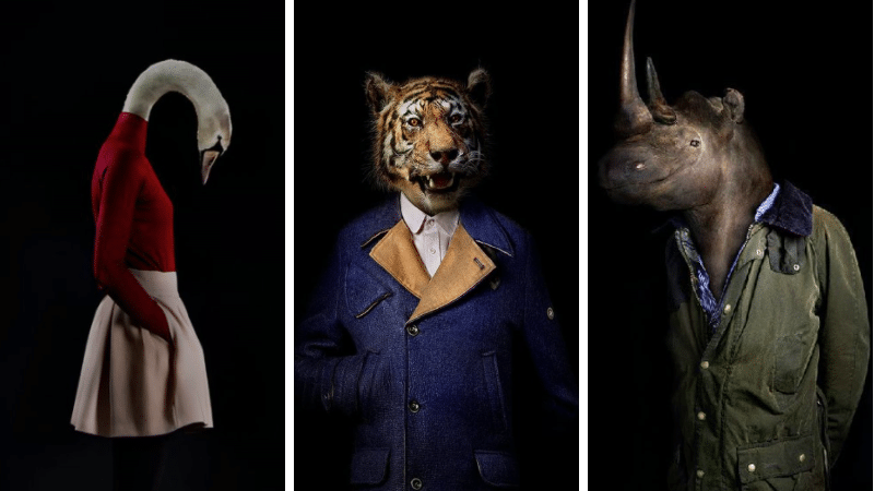 portraits animaux réaliste mode habillés