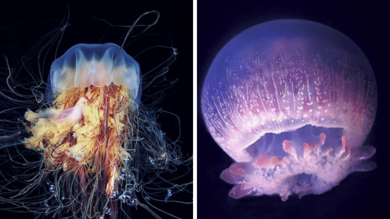 méduses venimeuse mortelles léthales dangereuses