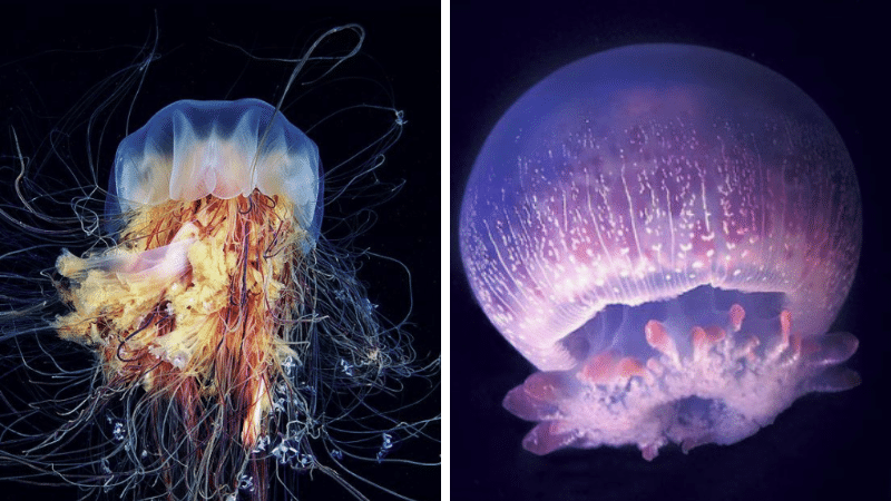 méduses venimeuse mortelles léthales dangereuses