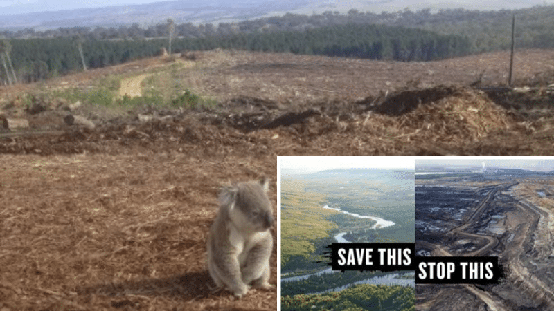 déforestation outrance déboisement