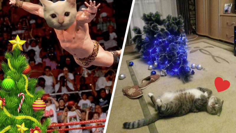 chats sapins de Noël félins catastrophes désastres