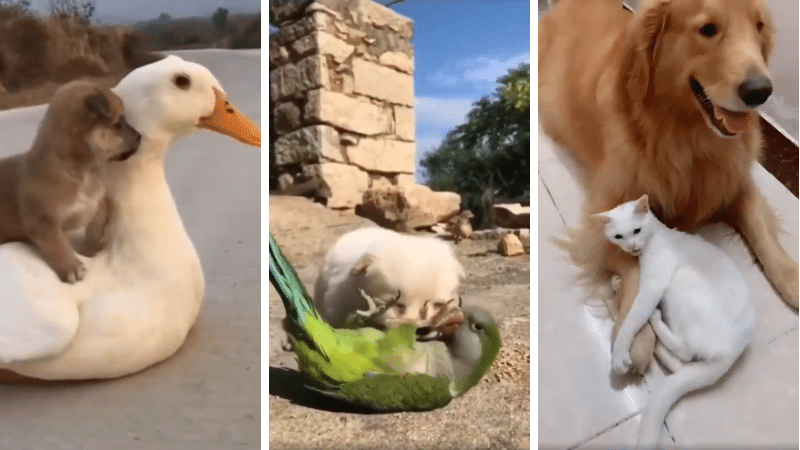 complicité amitié animaux chiens chats oiseaux