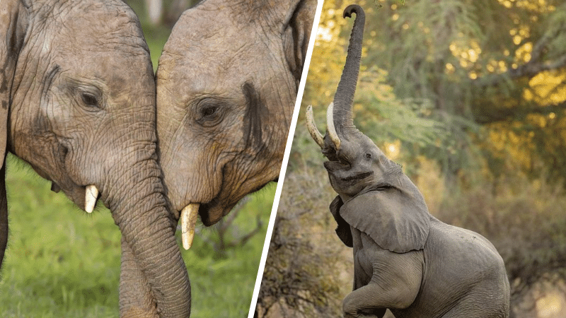 éléphants choses fascinantes incroyables facettes trompes intelligence