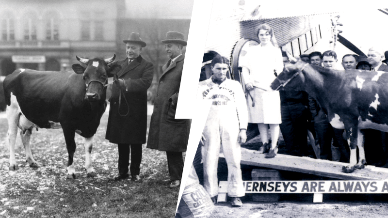 vaches bovins célèbres ferme histoire destins connues