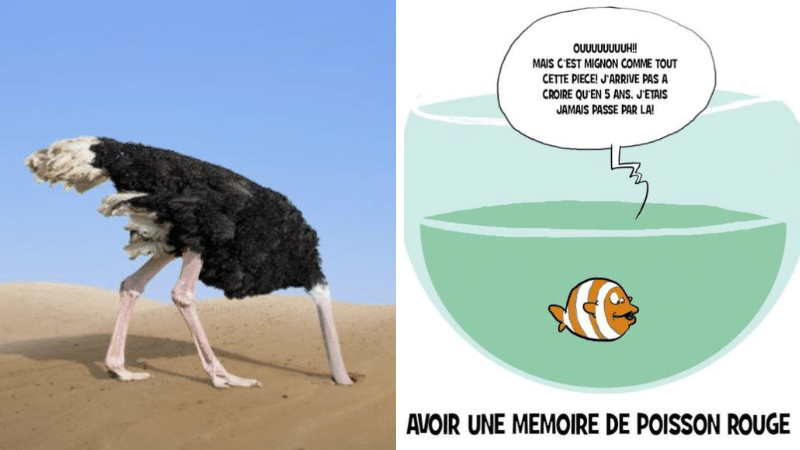 animaux idées reçues croyances fausses nature