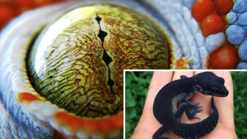 geckos choses faits incroyables fascinantes étonnantes