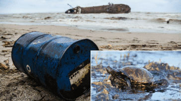 pires marées noires histoire mer océan accidents écologiques nappes industriels hydrocarbures