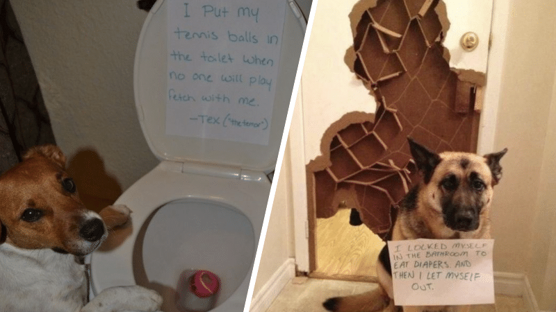 mots de la honte bêtises chiens chats animaux de compagnie