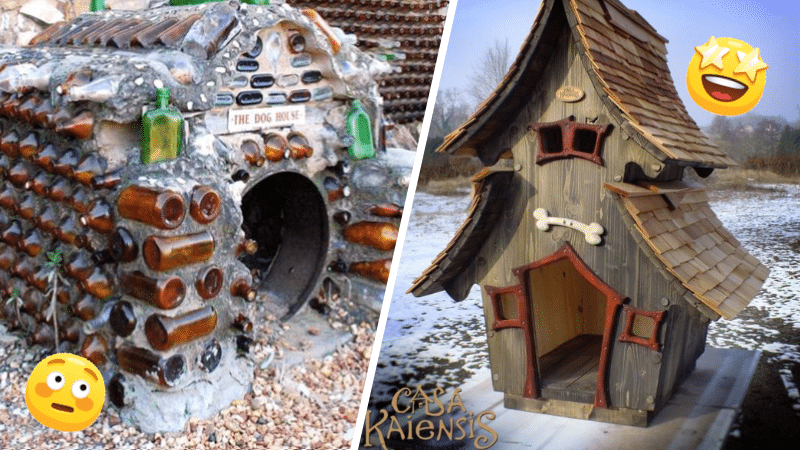 niches chiens chien originales insolites