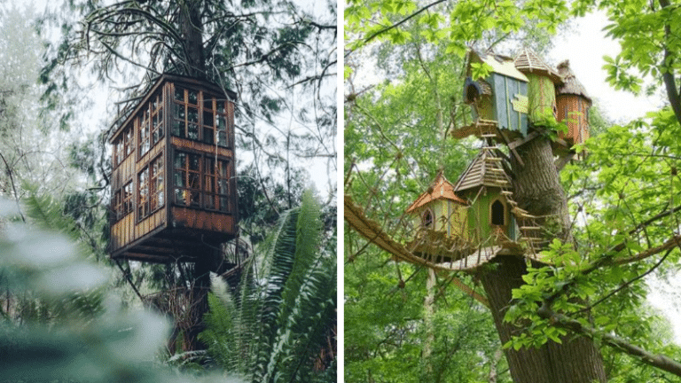 cabanes forêts bois arbres palmiers enfance enfants