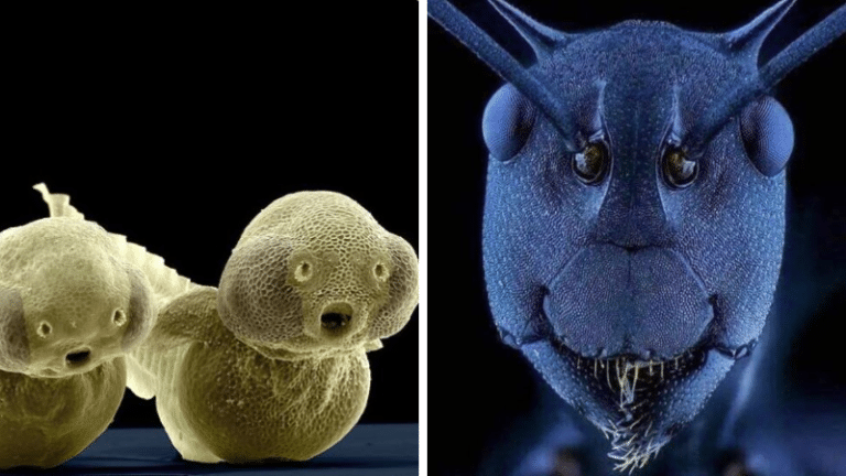 microscope électronique petit minuscule monde photos