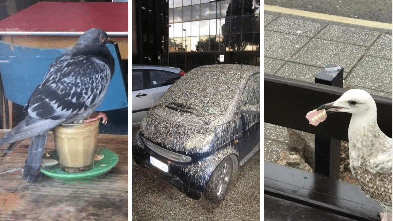 oiseaux thugs rebelles malicieux fourbes