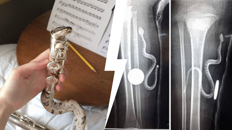 serpents cachettes insolites morsures phobie