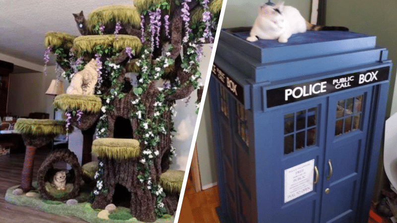 incroyables arbres à chat félin matous maisons insolites