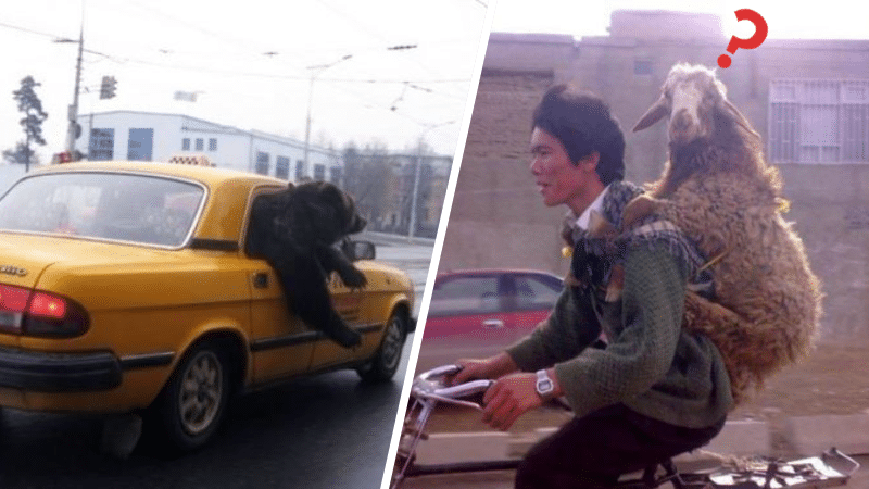 animaux transport véhicules passager