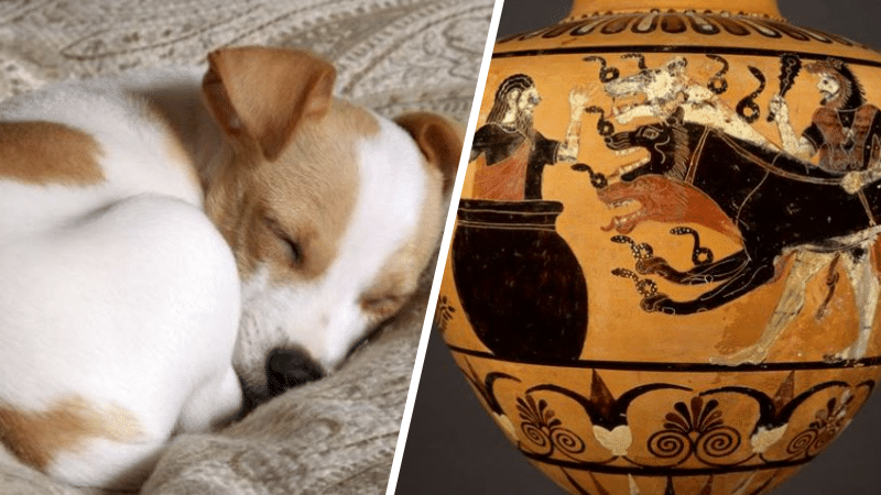 faits étonnants insoupçonnées chiens meilleur ami humain