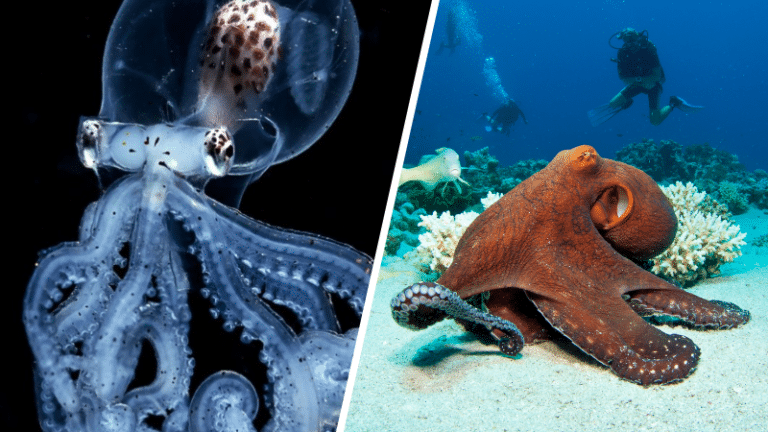 poulpes pieuvres tentacules faits étonnants mollusque
