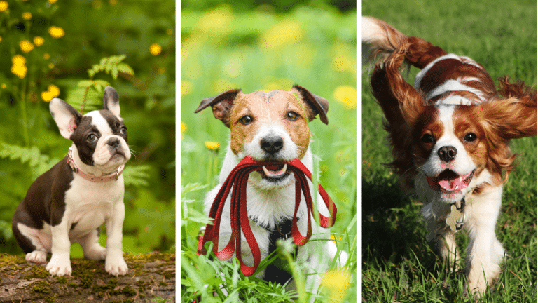 petites races de chiens mignons chiots craquer cœur