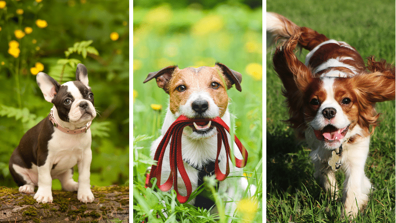 petites races de chiens mignons chiots craquer cœur