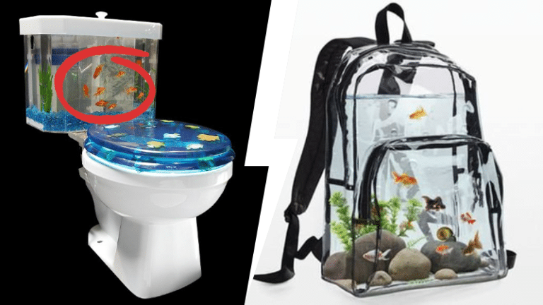 poissons rouges aquariums bocal scandaleux choquants