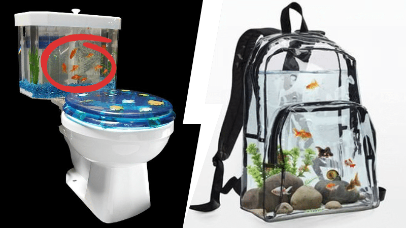 poissons rouges aquariums bocal scandaleux choquants