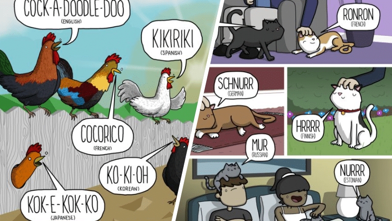 onomatopées langues pays différentes traductions sons