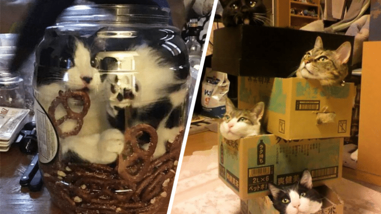 chats boîtes