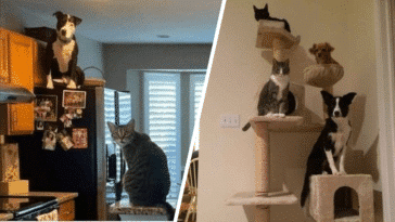 chiens prennent pour des chats