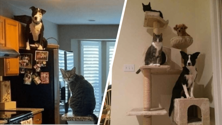 chiens prennent pour des chats