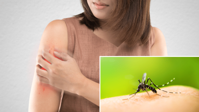 maladies moustiques piqûres dangereuses