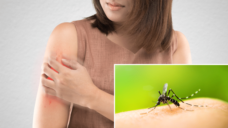 maladies moustiques piqûres dangereuses