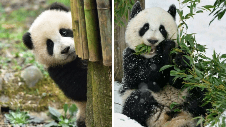 faits pandas panda