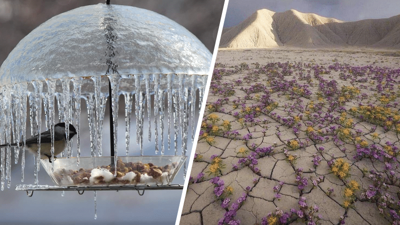 montage œuvres d'art mère nature