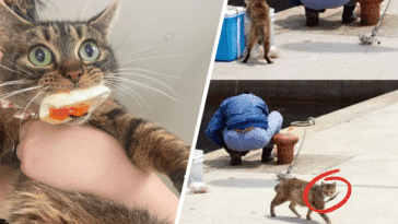 chats voler voleur nourriture