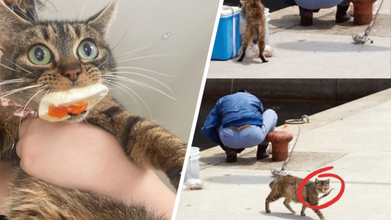 chats voler voleur nourriture