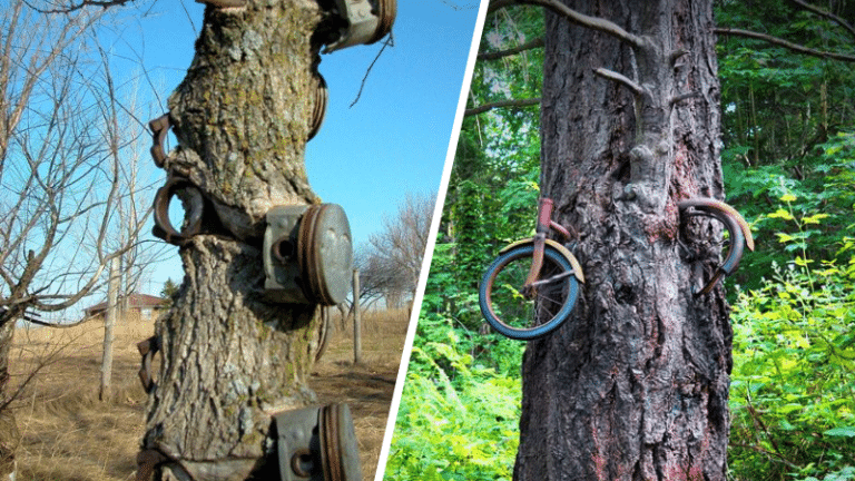 objets coincés arbres troncs