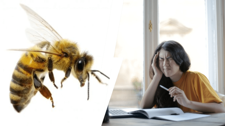 insectes douleur piqûres échelles Jason Schmidt souffrance science
