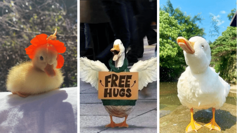 adopter un canard photos adorables