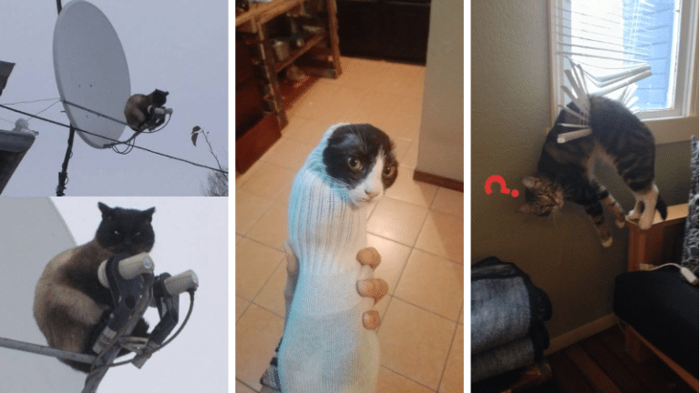 chats endroits improbables cachettes félins matous