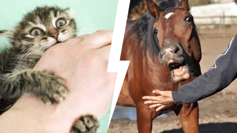classement notation morsures animaux douleurs Yell in a War