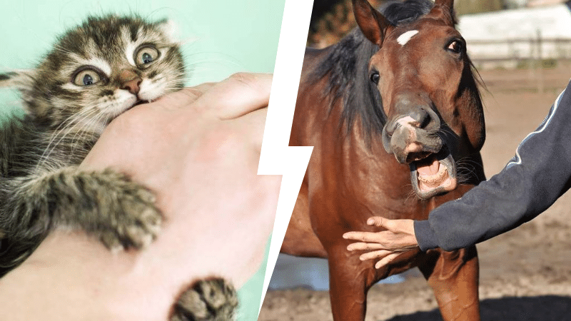 classement notation morsures animaux douleurs Yell in a War