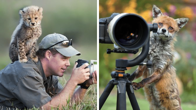 photographe animalier photos métiers de rêve